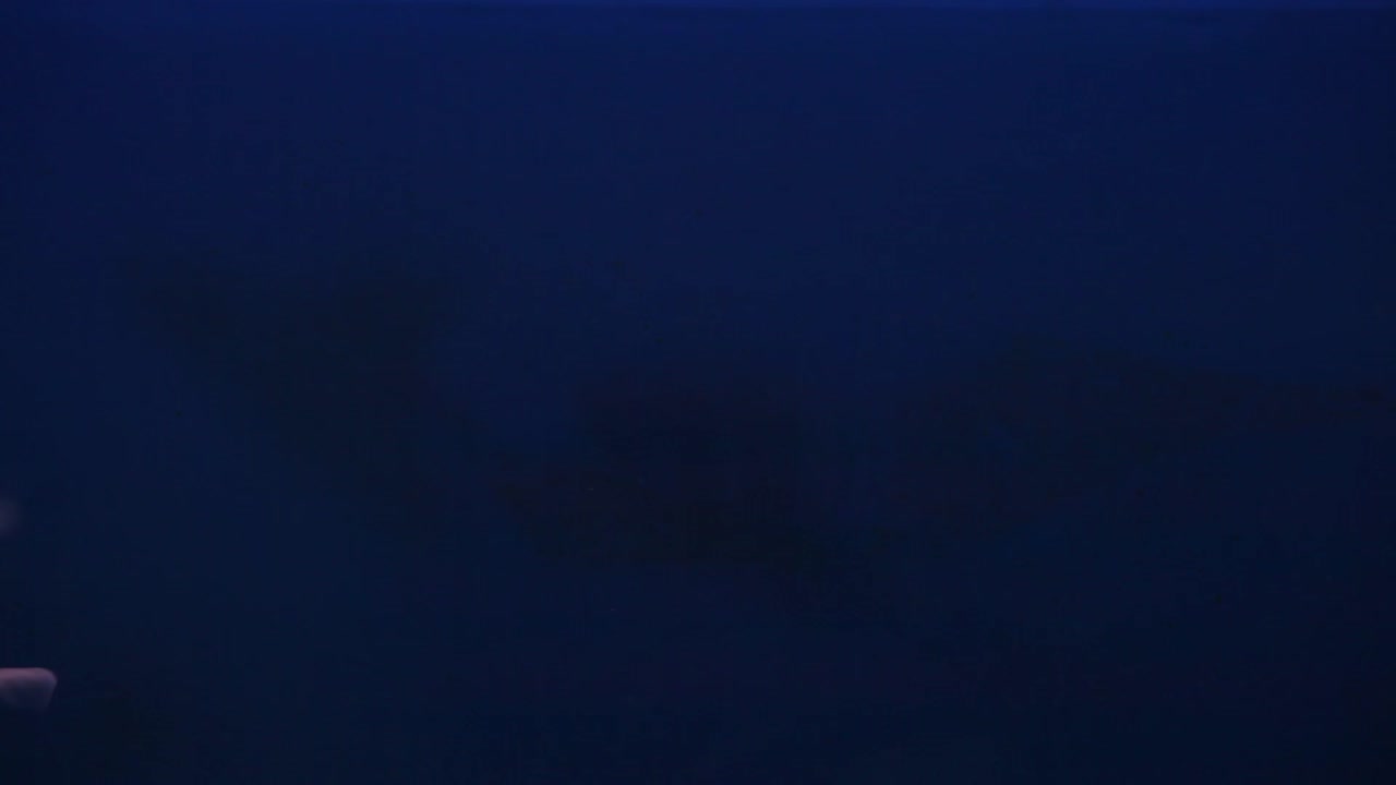 рыба шубункин беспорядочно плавает в кадре и за кадром в новом аквариуме