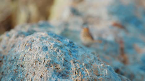 Sparrow-hopping-away-from-camera-into-blurry-background,-Slow-Motion