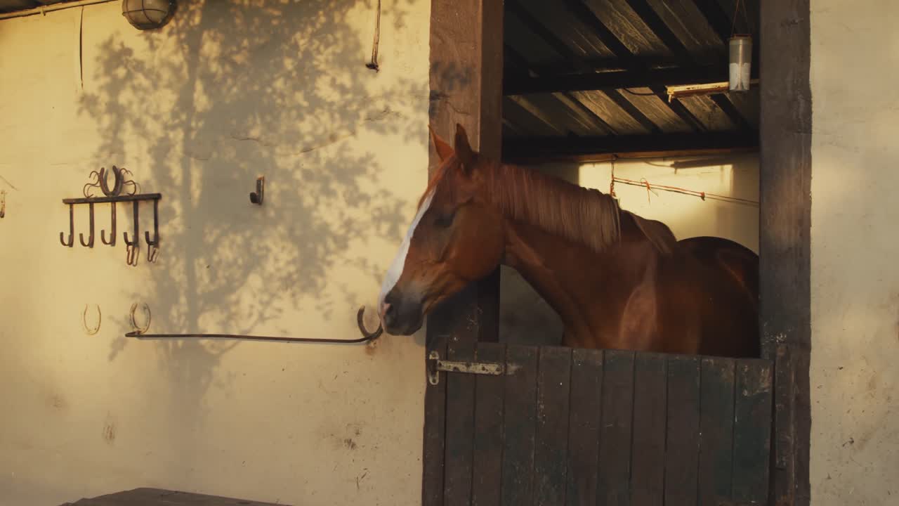 Dressage Horse waiting in a stable