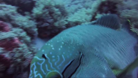 napoleon wrasse swims straight towards looks at camera and then swims away over a grassy coral reef