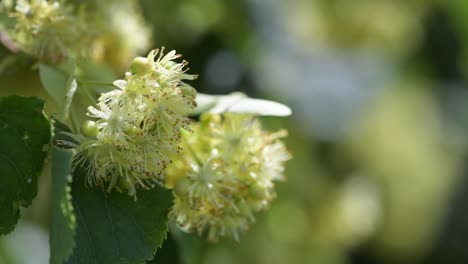 primer plano de una flor de tilo