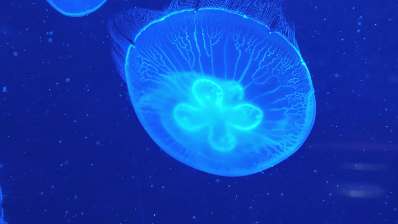 Primo piano di una medusa luminosa in un acquario blu mentre una telecamera filma attraverso il vetro