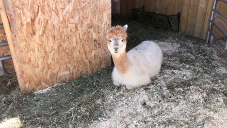 lama in a farm and llama lying on straw and yawning on a sunny and windy summer day