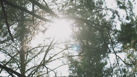 Pine-trees-with-dry-branches-in-forest-at-bright-sunlight