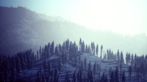 mountains covered in snow with evergreen trees during winter fog