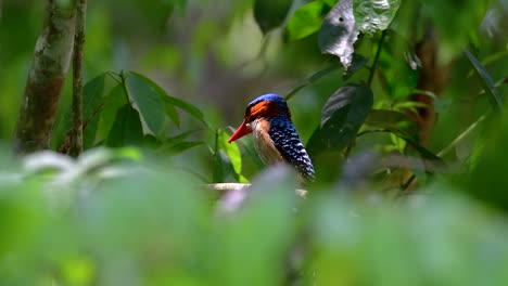 a tree kingfisher and one of the most beautiful birds found in thailand within tropical rain-forests