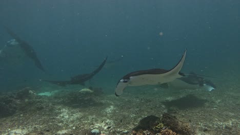 manta rays swimming in circles in slow motion in komodo national park, indonesia