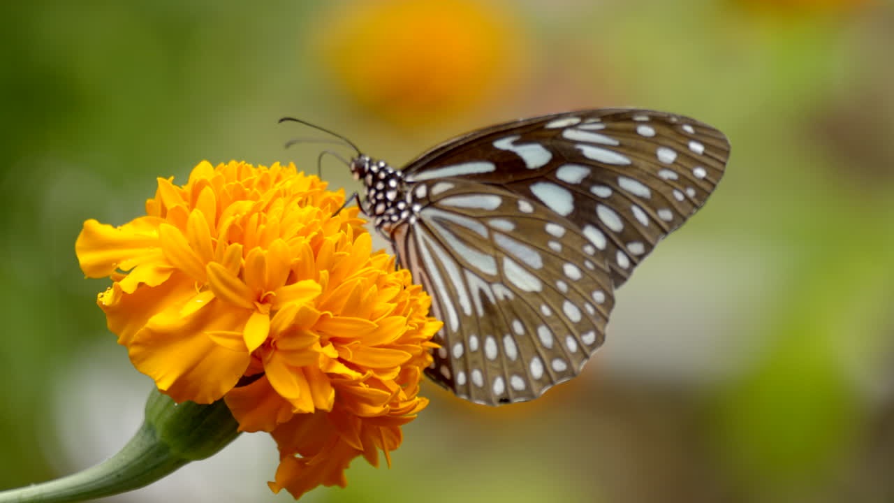 mariposa en una flor de caléndula