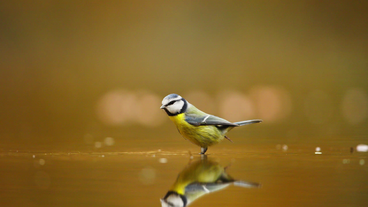 Blue Tit Bird Flying and Landing on Water