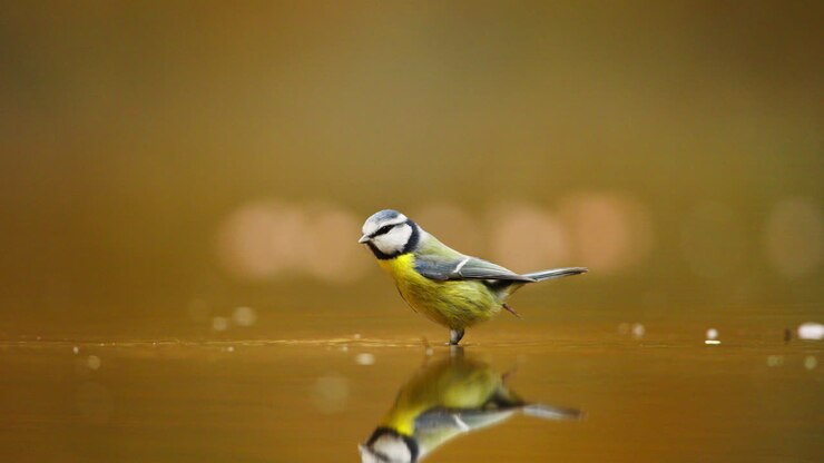 Cinciarella in volo e atterraggio sull'acqua