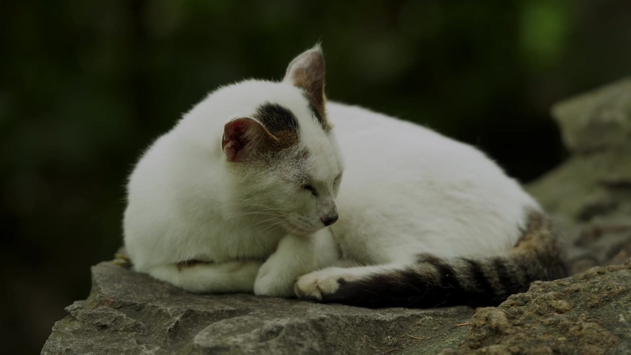 Gatto bianco sereno con striature tigrate che sonnecchia pacificamente su una pietra al Parco del Popolo di Shanghai (4K25p).