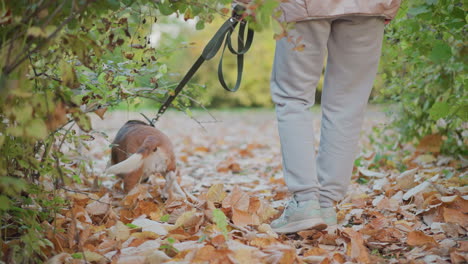 back view of dog walking with owner through autumn forest path as dog sniffs around fallen leaves and attempts to enter bush while owner gently pulls leash to guide dog back on trail