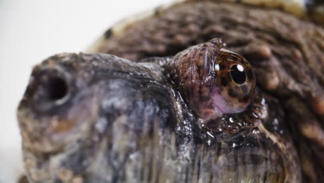 Rack-Fokus-Nahaufnahme-Makro-Eines-Schnappschildkrötengesichts