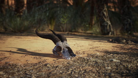 cráneo de animal en el desierto