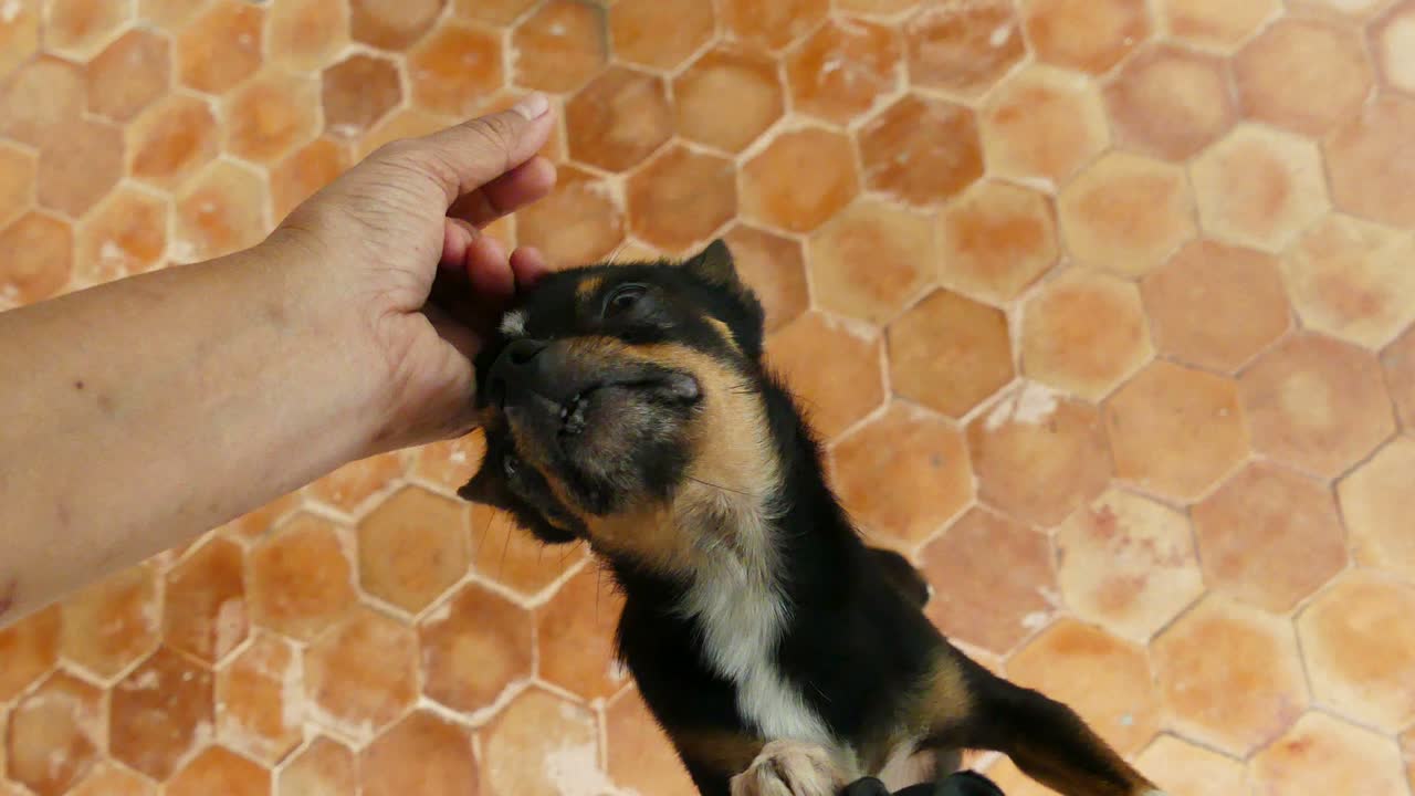 인간 손으로 만지는 치와와 개 머리