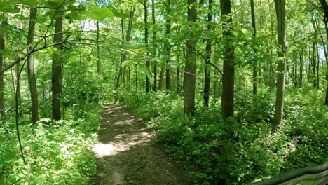 POV---Driving-UTV-on-a-groomed-trail-through-the-woods-in-upper-Midwest-on-a-bright-and-sunny-spring-day