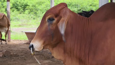 cows in a rural setting