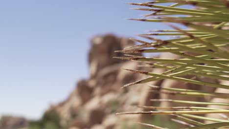 joshua tree cactus with rock formations