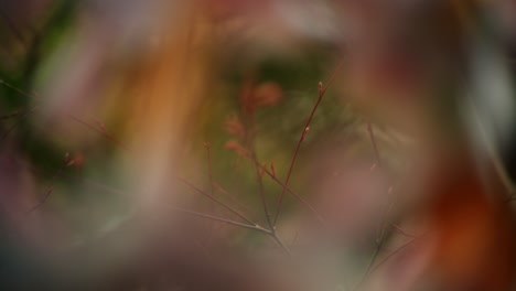 abstract autumnal foliage