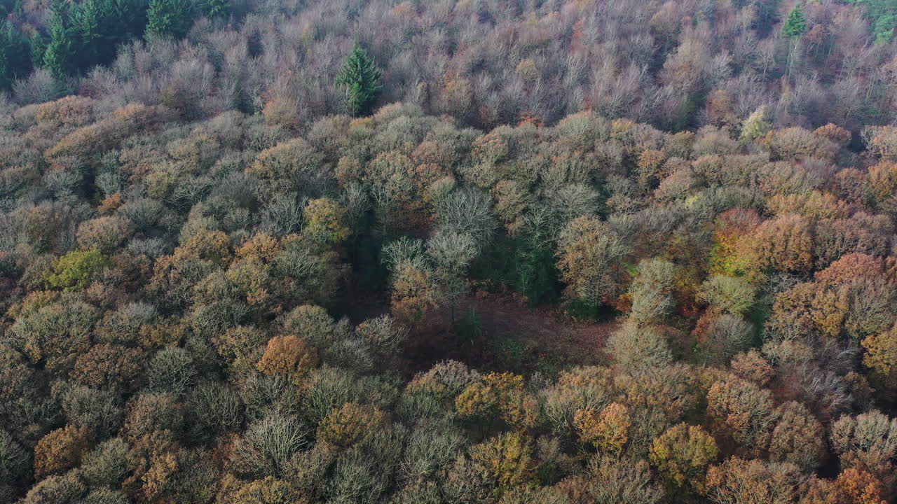 Drone shot flying over a forest canopy in Autumn colours in the UK