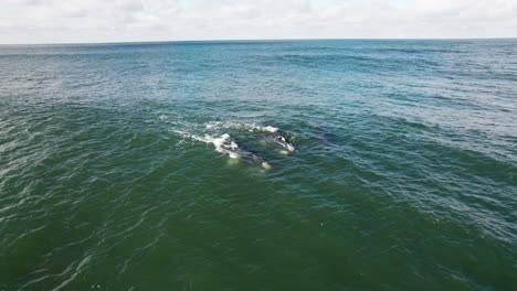 two whales swimming in ocean with coastal town in background