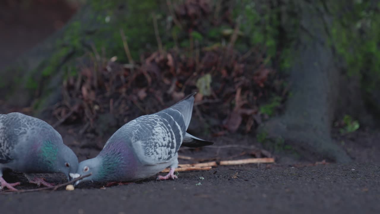 두 마리의 비둘기가 공원에서 먹기 위해 씨앗을 주우려고 합니다.