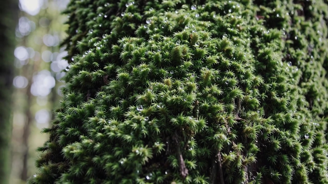 Primo piano di muschio verde che cresce sulla corteccia di un albero nella foresta