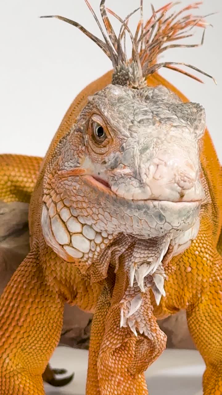 Un'iguana arancione vivace è appoggiata su un ramo su uno sfondo bianco con illuminazione da studio
