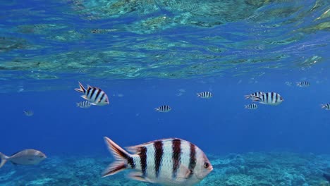 Hermosa-Agua-De-Mar-Clara-Con-Muchas-Especies-De-Peces-De-Arrecife---Toma-Submarina