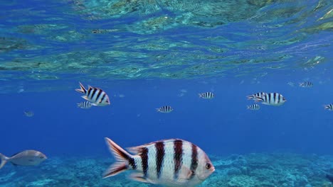 hermosa agua de mar clara con muchas especies de peces de arrecife - toma submarina