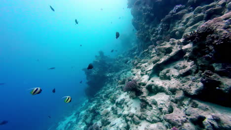 Schwarze-Und-Gelbe-Rote-Meeres-Wimpelfische-Und-Drückerfische-Schwimmen-Zwischen-Den-Korallen