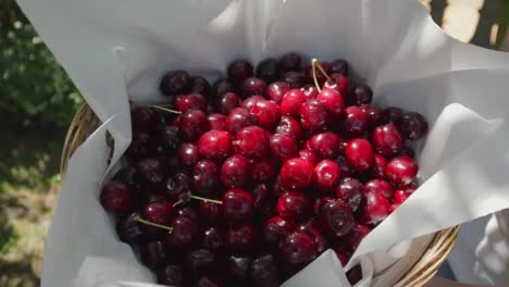 cesta llena de cerezas rojas recién cosechadas en un jardín durante el verano de mano