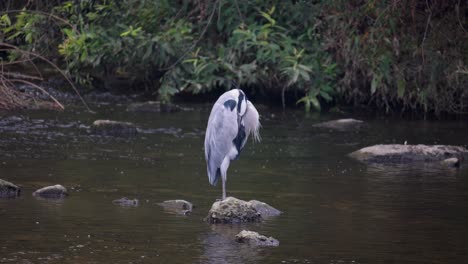 grey heron sleeping and standing on one leg in the river stone