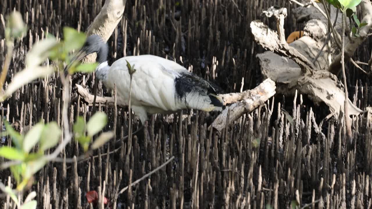 Ibis bird navigating through dense mangrove roots
