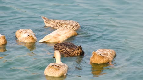 raft of female rouen ducks in water on a sunny day in bangladesh