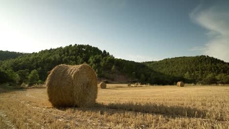 campo de cosecha 01