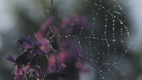 spider on a web with dew drops