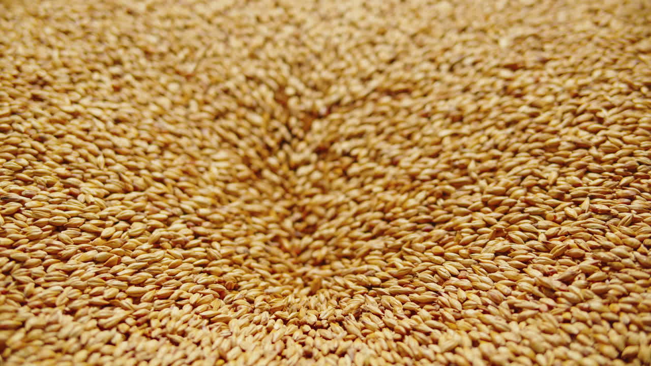 Craft beer production factory, brewery manufacture. Barley malt grains in conveyor close-up. Brewing, cooking alcohol in metal vats bottles