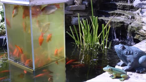 this is one of two open bottom aquariums in why koi pond, the fish enjoy it just as much as i do....