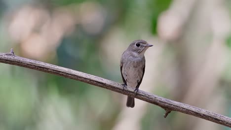 el papamoscas marrón asiático es un pequeño pájaro paseriforme que se reproduce en japón, himalaya y siberia