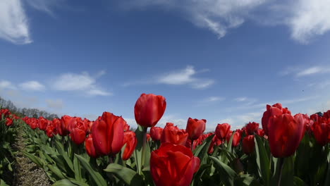 tulip fields in holland,  dolly shot over red tulips, with blue sky in low angle close-up
