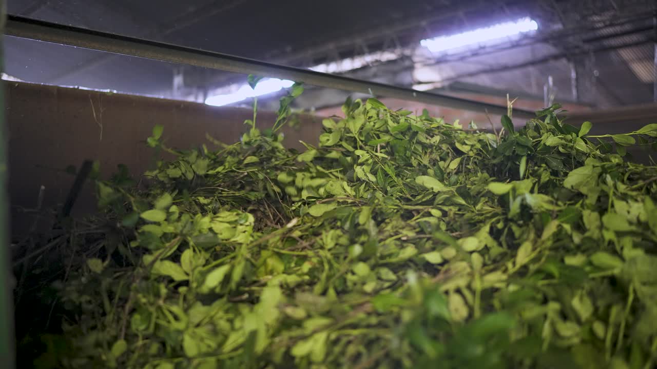 Closeup at Fresh yerba mate leaves moved by a machine inside processing plant at Argentina