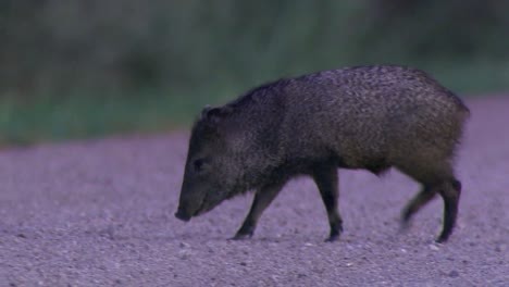 a young javelina (pecar tejacu) foreging for grass group of young javelinas 2016