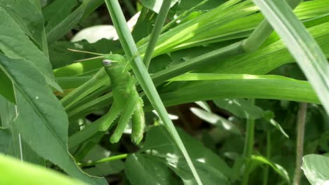 una ninfa de saltamontes común justo después de pasar por una de las múltiples etapas de muda en su ciclo de vida