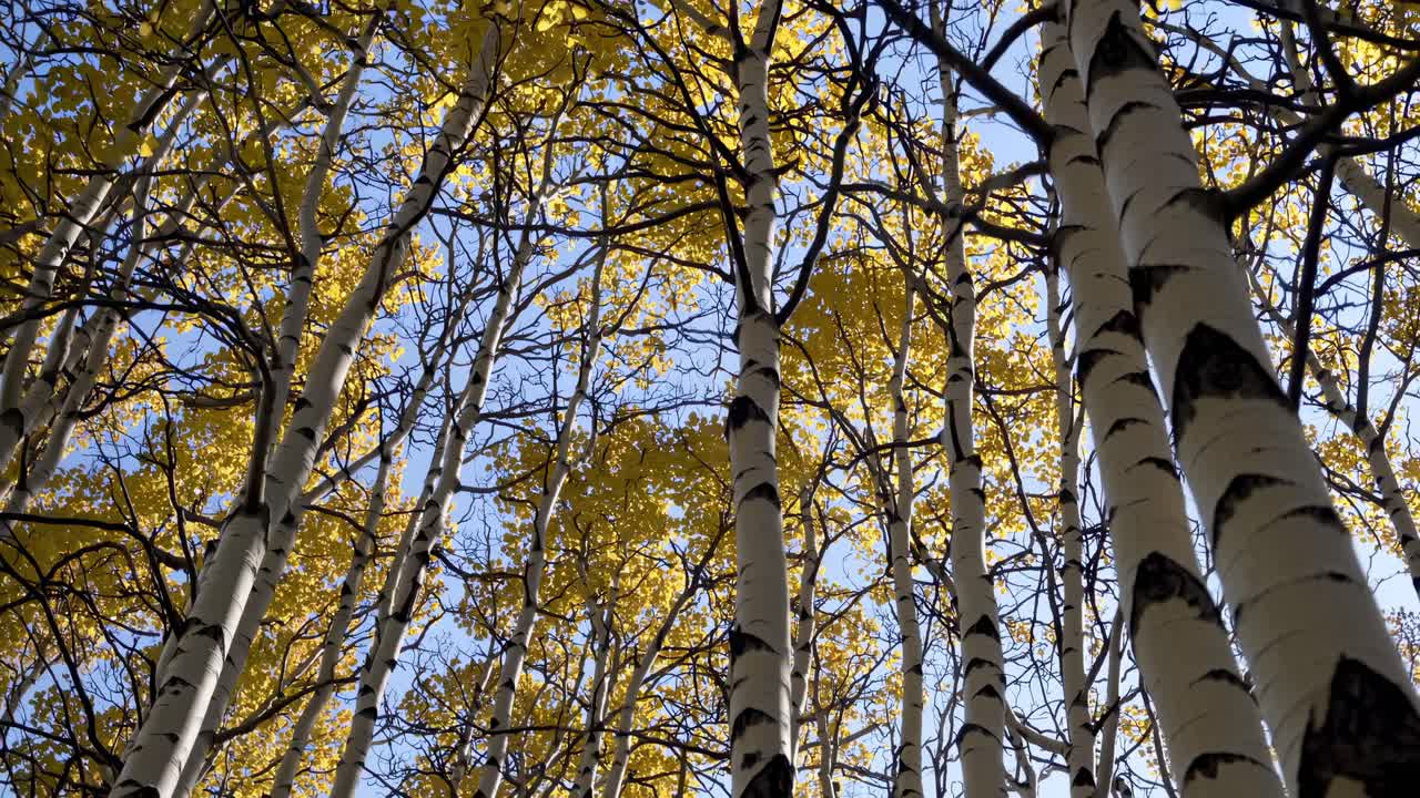 Upward angle captures tall birch trees with golden leaves against a clear blue sky