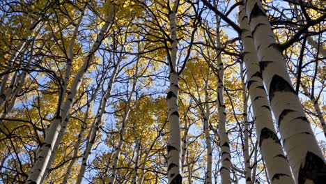 upward angle captures tall birch trees with golden leaves against a clear blue sky