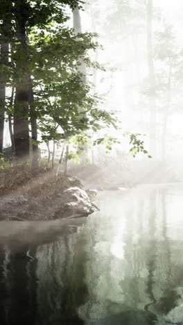 misty forest stream