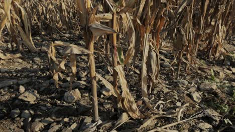 dry cornfield: a view of dried corn stalks in an autumn field