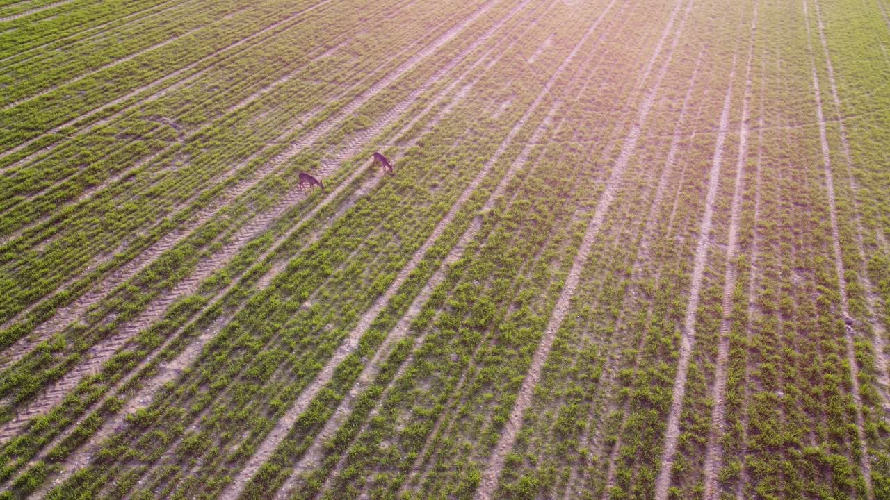 órbita aérea sobre un par de corzos alimentándose en un campo agrícola de primavera temprano en la mañana con una impresionante llamarada solar