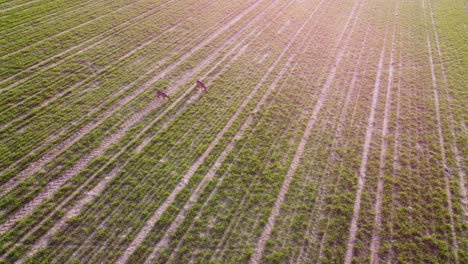 Órbita-Aérea-Sobre-Un-Par-De-Corzos-Alimentándose-En-Un-Campo-Agrícola-De-Primavera-Temprano-En-La-Mañana-Con-Una-Impresionante-Llamarada-Solar